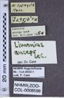 Etiketten zu Limonius anceps (NHMW-ZOO-COL-0008599)